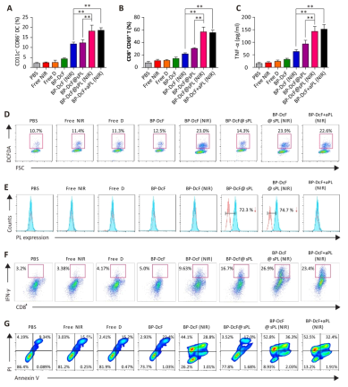 Antitumor T cell and apoptotic responses in the tumor microenvironment of MC-38 tumor-bearing mice after treatments with BP-DcF and BP-DcF@sPL in the absence and presence of NIR irradiation, including individual PBS, NIR, and D with BP-DcF+aPL (in the presence of NIR) for comparison purposes (N = 6 for each group, **p < 0.01, ***p < 0.001). (A, B) FACS analysis of the percentages of matured DCs (characterized by CD11c+ CD86+) and activated CD8+ T cells (characterized by CD8+ CD69+). (C) ELISA analyses to determine TNF-α expression levels. (D–G) DCFDA-specific ROS generation (forward scatter, FSC), PL expression, IFN-γ-specific CD8+ T cells, and annexin V/PI staining-specific apoptotic tumor cell levels