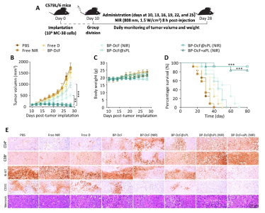 Potent therapeutic efficacies of BP-DcF and BP-DcF@sPL in the absence and presence of NIR irradiation, including individual PBS, NIR, and D with BP-DcF+aPL (in the presence of NIR) for comparison purposes against MC-38 tumor via monitoring of tumor volume, body weight, and survival rate (N = 6 for each group, **p < 0.01, ***p < 0.001), as well as performing immuno-histochemical and histopathological staining. (A) Schematic of the therapy regimen. The sample injections were performed and continued at days 10, 13, 16, 19, 22, and 25 when the tumor size reached 100 mm3. The NIR irradiation (808 nm, 1.5 W/cm2, 5 min) was applied at 8 h after each injection. (B, C) Average tumor volumes and body weights of the treated mice. (D) Percentages of surviving mice with different treatments. (E) Representative optical microscope images of tumor sections showing H&E staining and levels of CD4+, CD8+, Ki-67, CD31, and necrosis after the treatments. Scale bar, 120 μm