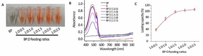 흑린 나노시트(BP)에 다른 농도의 D를 로딩한 후 흑린 용액의 색상 변화(A), 자외선-적외선(UV-vis) 스펙트럼 변화(B) 및 로딩 용량(C)을 확인한 결과