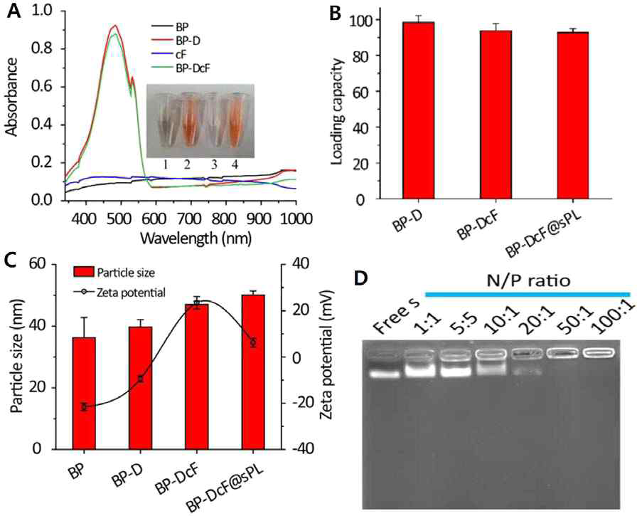 흑린 나노시트(BP)에 독소루비신(BP-D); 또는 독소루비신, 키토산-PEG, siRNA 및 엽산을 각각 로딩한 후 자외선-적외선 스펙트럼 변화(A), 로딩 용량(B)의 변화, 입자 크기와 제타 전위(C), BP-DcF와 sPL의 결합 비율(D)