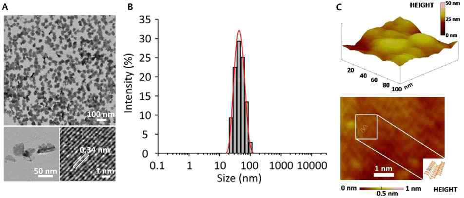 BP-DcF@sPL의 투과전자현미경 (TEM) 이미지 (A), 유체역학적 크기 분포 그래프(B). C: 흑린 나노시트의 원자간력 현미경 이미지(상단)과 주사 터널링 현미경 이미지(하단)