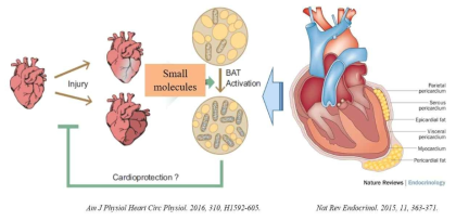 갈색지방화의 심장질환 보호 효과