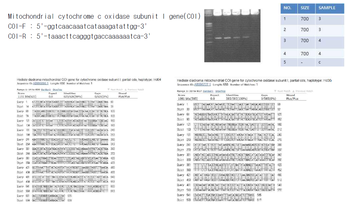 Hediste diadroma의 COI PCR 및 시퀀스 분석 결과