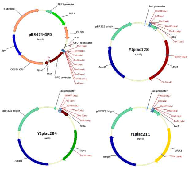 진세노사이드 유전자 모듈 구축을 위한 GPD promoter plasmid 및 효모 genome integration 용 plasmids