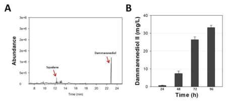진세노사이드 대사효소에서 상위 3개 유전자인 ERG9, ERG1, DS의 중간대사 체인 dammarenediol II의 PTS1와 truncated HMG1 (tHMG1)의 발현 및 oleic acid induction에 따른 peroxisome 증대 효과를 2L fermentation을 통해 GC/MS 정성/정량 분석 결과. (A, squalene과 dammarenediol II의 GC/MS 정성 분석 결과; B, CEN-tHE19Dp의 oleic acid induction에 따른 dammareneriol II의 발현 변화)