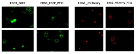 진세노사이드 생합성 대사회로에 관여하는 상위 유전자 (ERG9, ERG1)와 GFP (green), mCherry (red) 형광 단백질들의 fusion 단백질 합성에 따른 각 유전자의 발현 및 표적화 여부를 형광 발현으로 확인한 결과