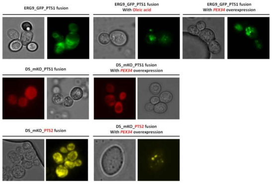 PEX34 과발현과 oleic acid induction에 따른 peroxisome proliferation 정도 및 ERG9-GFP-PTS1, DS-mKO-PTS1, 및 DS-mKO-PTS2의 표적화 정도를 GFP와 mKO 형광 단백질을 이용해 확인한 결과