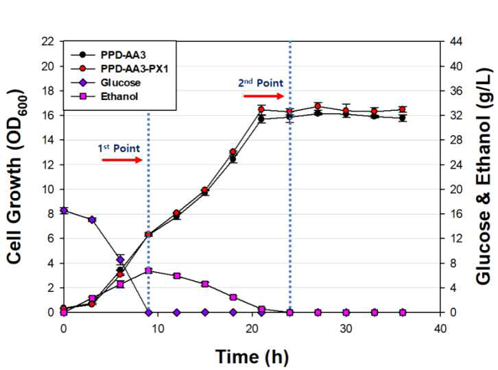 RNAseq용 샘플확보를 위한 회분식 배양 (PX1 vs. AA3). 배양시간 9, 24h에서 샘플 확보