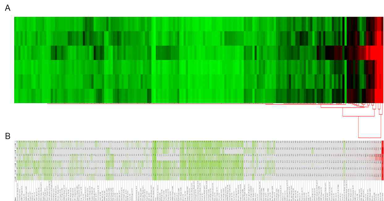 LID 유도 마우스와 Met, Sit, Ama 등의 후보 약물의 병용 투여에 의한 단백질 변화를 antibody array 분석법으로 확인한 결과임. A. heat map, B. gene list