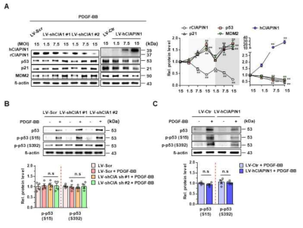 CIAPIN1 발현에 의한 p53과 MDM2의 발현 및 활성 변화 관찰