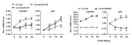 CIAPIN1 발현에 의한 p53의 transcriptional activity 변화 관찰