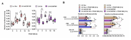 CIAPIN1의 p53 promoter activity 조절 관찰