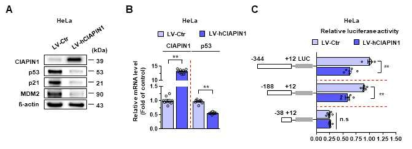 CIAPIN1의 p53 promoter activity 조절 관찰