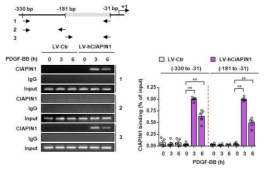 CIAPIN1의 p53 binding region 규명