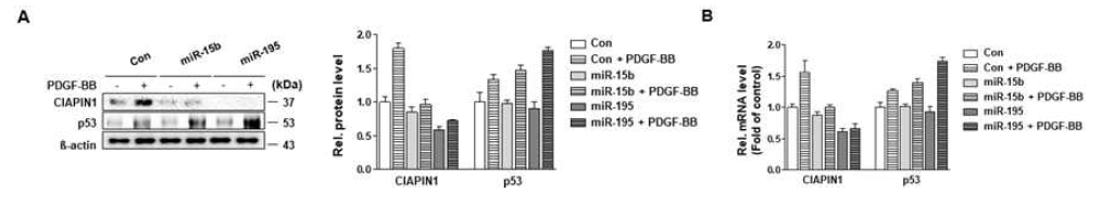 miRNA에 의한 CIAPIN1 및 p53의 변화 관찰