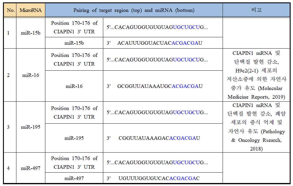 miRNA에 의한 CIAPIN1 및 p53의 변화 관찰