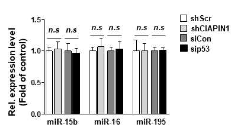 CIAPIN1 및 p53의 변화에 의한 miRNA 관찰