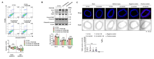 CIAPIN1 조절에 의한 apoptosis 영향 관찰