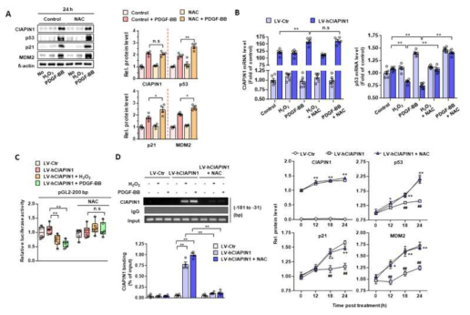 CIAPIN1의 핵내로의 이동(translocation)에 의한 p53 promoter activity 조절 관찰