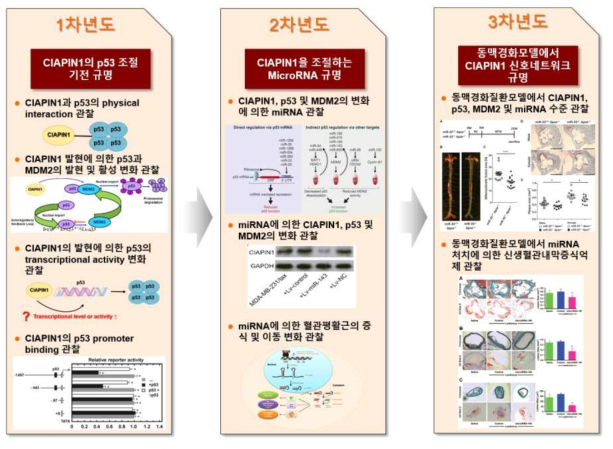 본 연구의 연차별 추진전략