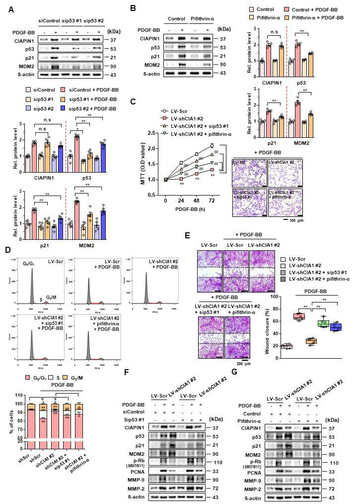 CIAPIN1과 p53의 상하 신호체계 위상 관찰