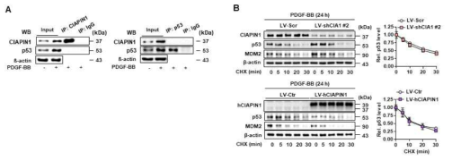 CIAPIN1과 p53의 physical interaction 및 p53 protein stability 관찰