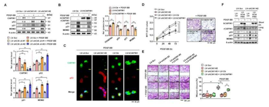 CIAPIN1 발현에 의한 p53과 MDM2의 발현 및 활성 변화 관찰