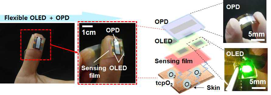 최종 OLED, OPD 기반 밴드타입의 일체형 광학산소센서의 실제사진 및 모식도