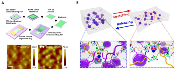 신축성 반도체 고분자 (A) 연신 결과 및 (B) 고분자 반도체-탄성체 컴포짓 연신 메카니즘