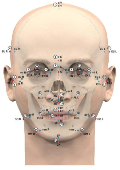 머리뼈와 머리·얼굴 표지점 간 계측