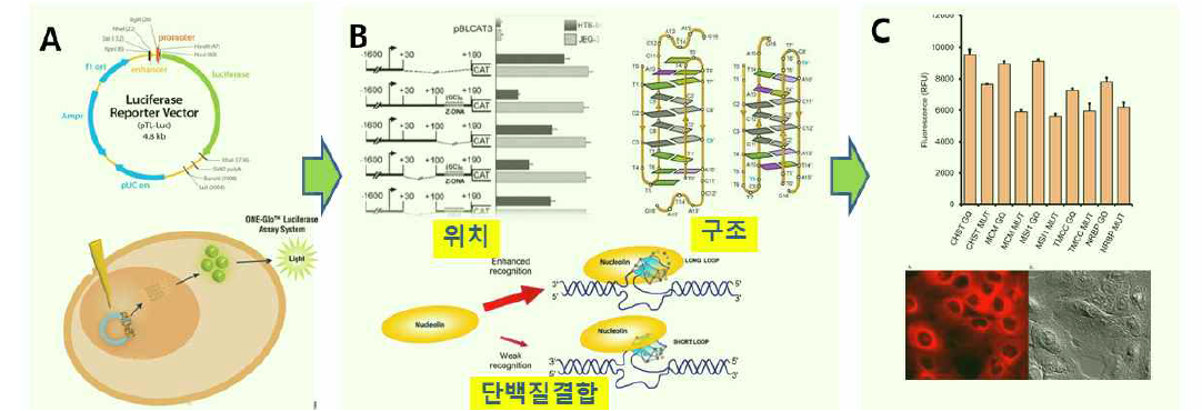 AC i-motif 의 여러 변수에 의한 전사기능 조절 연구 방법