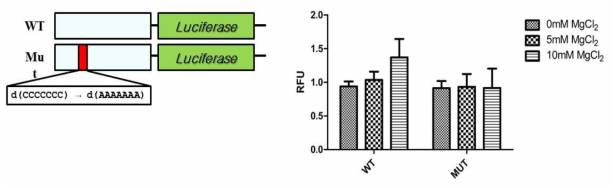 AC I-motif포함하는 Luciferase report 디자인 (왼쪽) 및 금속이온 농도에 따른 유전바 발현 (오른쪽)