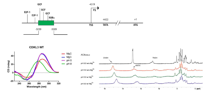 CDKL3 유전자 프로모터에 존재하는 AC I-motif위치(위), CD를 이용한 CDKL3 AC I-motif의 구조 검증 (아래 왼쪽). 1D NMR spectra를 통해 adenine imino peak 확인 (아래 오른쪽)