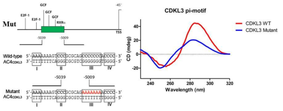 CDKL3 유전자 프로모터에 존재하는 AC i-motif 의 C-rich sequence를 A-rich sequence로 바꾼 mutant를 통해 바꾼 sequence의 DNA가 I-motif를 형성하지 못함을 CD로 증명