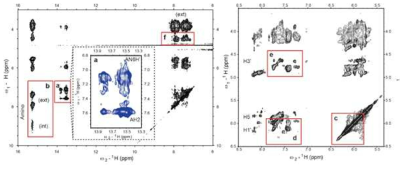 여러 가지 조건에서 AC i-motif의 NMR spectra: adenine에서 imino-proton 관찰됨