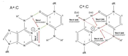 AC I-moti와 I-motif의 base pair의 수소결합