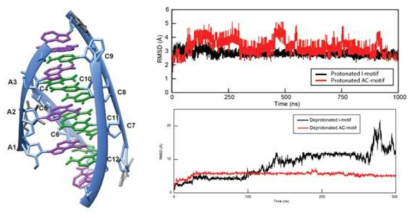 AC I-motif 모델(왼쪽), protonation된 AC i-motif 및 I-motif의 MD simulation과정 atom들의 RMSD (오른쪽 위), deprotonation구조의 MD simulation과정 atom들의 RMSD(오른쪽 아래)