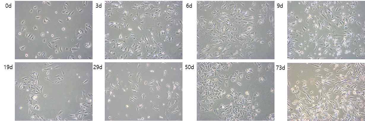 PLX4720 0.5 μM 처리 기간에 따른 세포 형태 변화 및 세포 수 변화