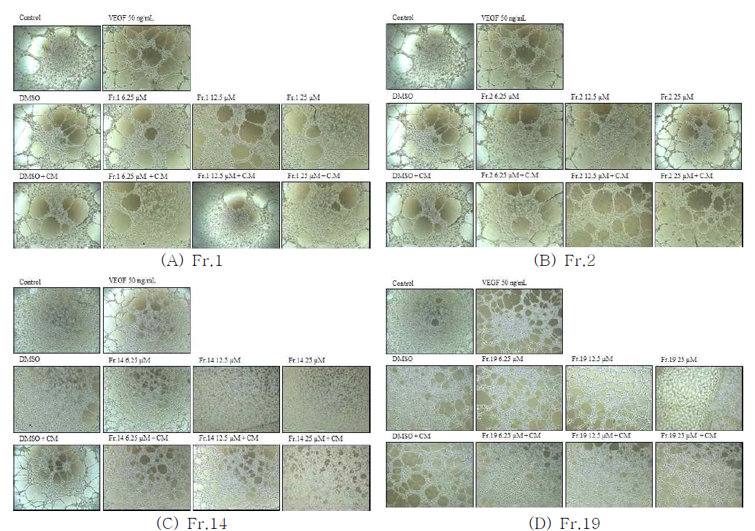 분획물에 의한 EA.hy926 세포의 Tube formation 억제 효능