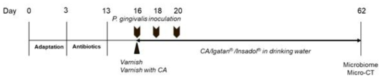 Experimental design of periodontal mouse model induced by P. gingivalis