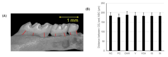 Micro X-ray computed tomography(μCT) analysis of alveolar bone loss. The average distance of cemento-enamel junction(CEJ) to alveolar bone crest(ABC). There is no significant difference among groups (P > 0.05)