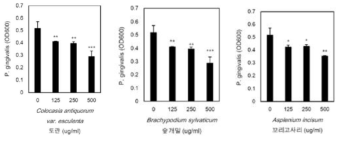 Inhibitory effect on bacterial growth and the sustainability of antibacterial activity of Colocasia antiquorum var. esculenta, Brachypodium sylvaticum, and Asplenium incisum