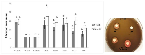 Inhibition zone of antibacterial agents using agar diffusion test. Different uppercase letters are significantly different among 1 mM antibacterial agents and different lowercase letters are significantly different among 10 mM antibacterial agents by Duncan’s multiple range test at α=0.05. + Cont (positive control): Chlorhexidine (20 μg/ml), - Cont (negative control): PBS, V cont (Vehicle control): DMSO