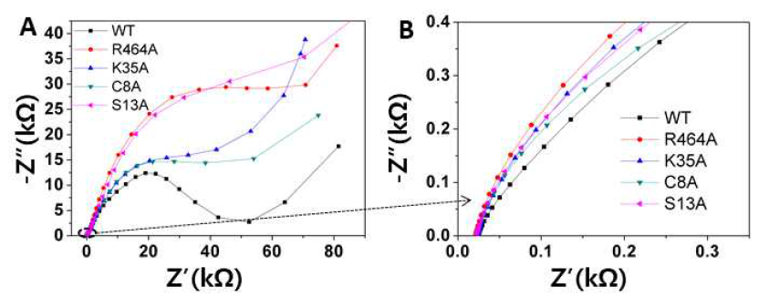 Electrochemical Impedance Spectroscopy analysis of wild type and mutants at potentials vs. Ag/AgCl. (A) EcFDH의 전자전달 경로 내 잔기 돌연변이들의 EIS 측정 결과임. 전자전달 속도가 느릴수록 저항값이 높게 측정됨. 주요경로 잔기 돌연변이인 R464A, S13A가 야생형보다 높은 저항값을 나타냄. (B) 좀 더 자세하고 높은 frequency에서 측정한 저항값