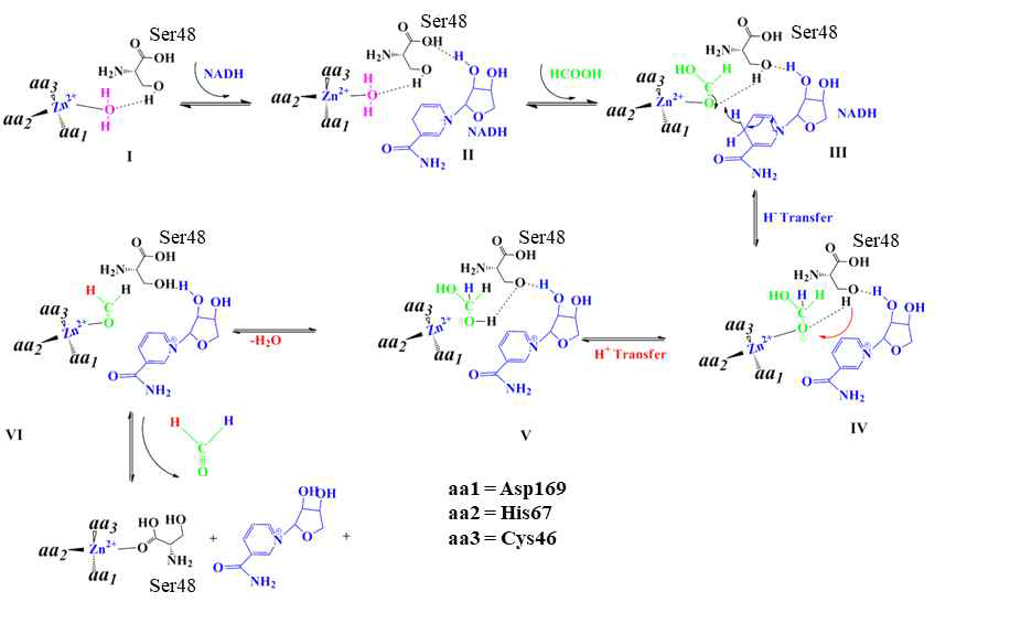 FaldDH catalyzed reaction mechanism for the reduction of formate to formaldehyde. (I), Four amino acids coordinated to zinc metal, dissociation of amino acid by water molecule. (II), NADH bind with amino acid residues. (III), displacement of zinc-bound water by formate substrate. (IV), hydride ion transfer from NADH followed by protonation from amino acid (Ser49). (V) formation of methylene glycol followed by water molecule elimination