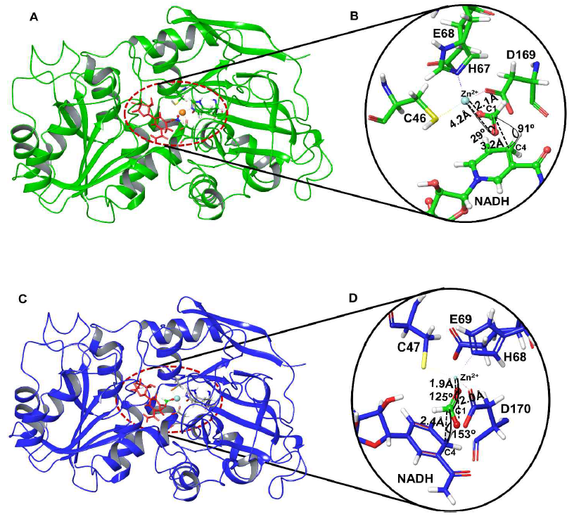 Homology modeling and active site of FaldDHs. (A) Ribbon diagram of the PpFaldDH (green color) and structure with the active site residues represented as a stick model and catalytic Zinc (ball). (B) PpFaldDH active site residues (green stick model) docked with formate and NADH. (C) Ribbon diagram of the BmFaldDH (blue color) and structure with the active site residues represented as a stick model and catalytic Zinc (ball). (D) BmFaldDH active site residues (blue stick model) docked with formate and NADH. Catalytic Zinc (ball) of FaldDH, formate (ball and stick) and NADH (stick model) are shown