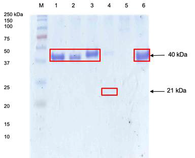 SDS-page of MDHs. 1: BmMdh, 2: BmMdh2, 3: BmMdh3, 4: BmACT, 5: BmMdh (C1), 6: CnMdh2