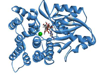 Structure of BmMDH2 obtained by multi-template modeling