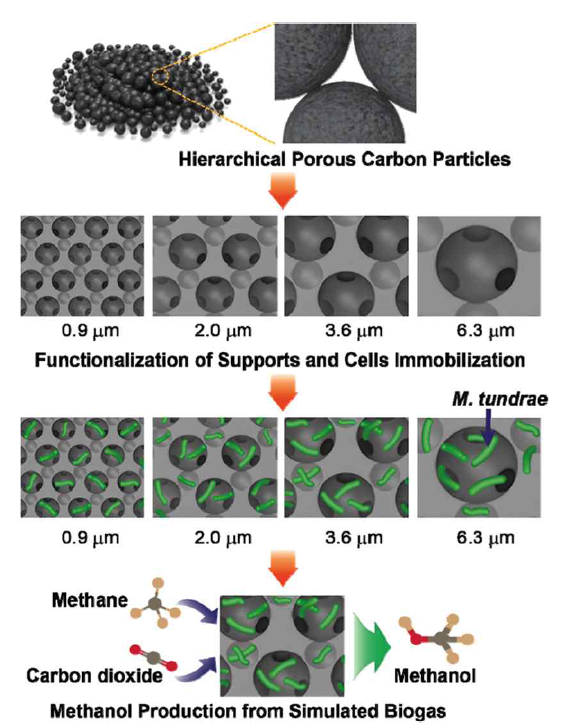 Schematic of whole-cell immobilization and the methanol production system using porous carbon particles possessing hierarchically interconnected mass transport channels