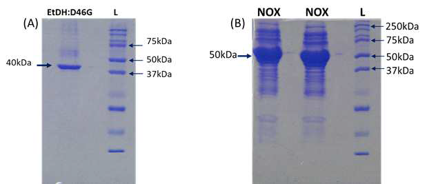 SDS-PAGE analysis of purified (A) EtDH:D46G (Cupriavidus necator) and (B) NOX (Lactobacillus brevis)